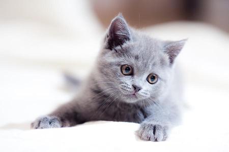 little grey kitten - white, nice, sitting, art photo, grey, little, kitten, blanket