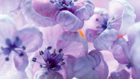 soft - nature, pretty, soft, pink, flowers