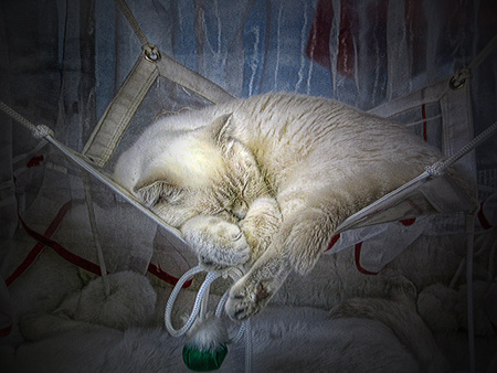 sleeping cat for margarita8as - white, sleeping, nice, cat, art photo, net