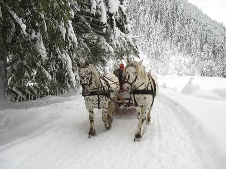 A Snowride in Austria - trees, snow, white horses, man, black spots