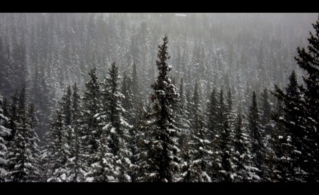 Snow Tops - falling, evergreen, trees, winter, snow, forest, photo, tree, photogrpahy, forests, white, nature, tops, green, bulgaria