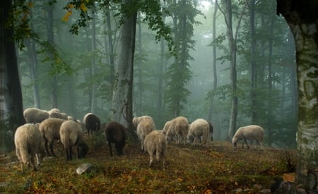 Mountain - forest, fall, photogrpahy, sheep, animals, photo, sheeps, fog, trees, mist, nature, autumn, bulgaria