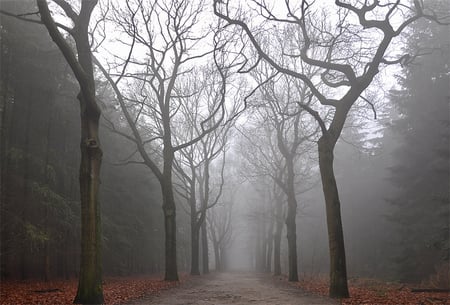 Tuman - evergreen, trees, fog, photography, road, forest, photo, leaves, fall, path, nature, autumn, mist, bulgaria, park