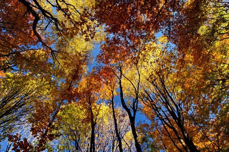 Fall Colours - sky, autumn, trees, photography, bulgaria, nature, fall, tall, forest, colours, colors, photo