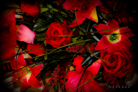 red blooms - flowers, christmas, valentines, red, photography, floral