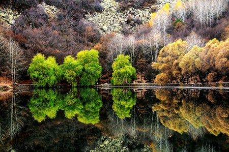 NATURE'S MIRROR - nature, autumn, lake, trees, reflection, green forest