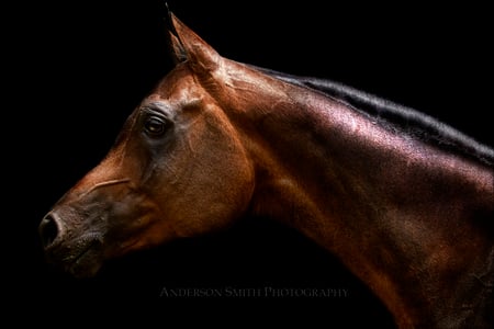 Portrait - portrait, arabian, horses, bay