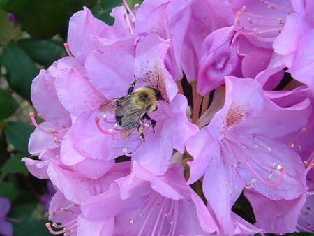 Bee on flower - summer, flower, bee, nature