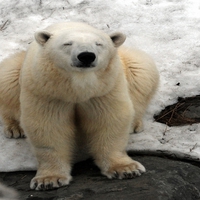 Female polar bear at l'Aquarium du Québec.