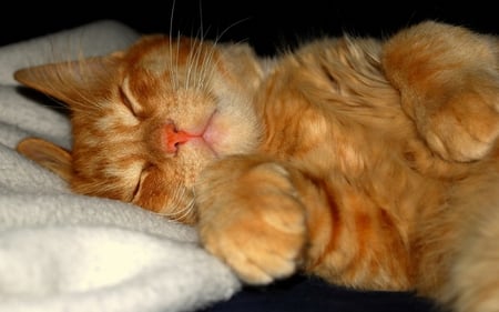 sleeping beauty - sleep, cute, beauty, orange, kitty