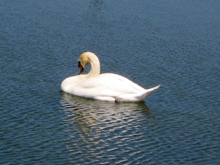 Swan - bird, nature, pond, swan