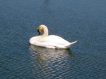 Swan