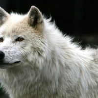 for you loki  a beautiful white wolf