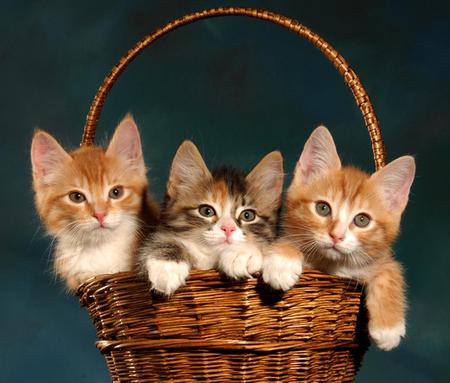 were so tired were all dragged out - a, full, of, trouble, basket