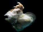 Underwater dancer