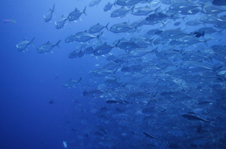 Fish - light blue, water, dark blue, fish, swim