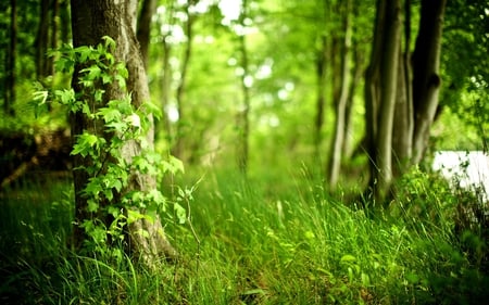 Green forest - nature, amazing, landscape, cool, forest, beautiful, green