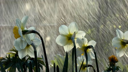 The Soak - water, nature, rain, wet, flower