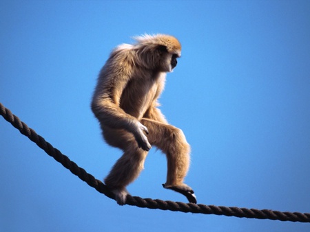 monkey walk - balance, walk, rope, monkey