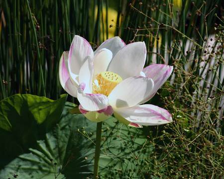 Pink Tipped Lotus - lilypads, flower, pink, water, lily, leaves, white, dharma, petals, bloom