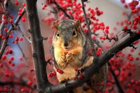 Squirrel on Tree - on tree, picture, squirrel, beautiful