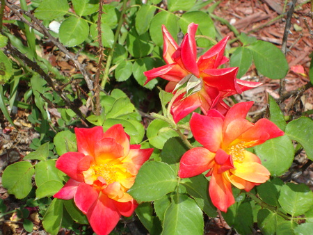 Tequilla Sunrise Trio - florida, tequilla, sunrise, roses