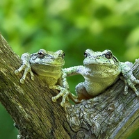 Frogs on Tree