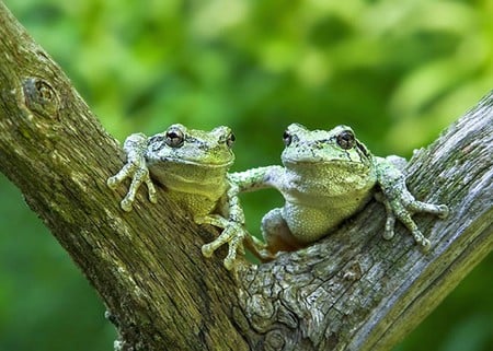 Frogs on Tree - frogs, on tree, picture, cool