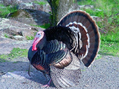 Beautiful Turkey - beautiful, turkey, cool, picture