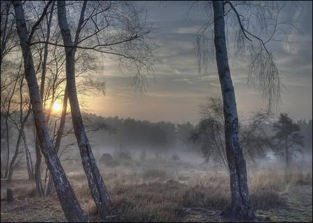 The silence - trees, forest, nature, mist