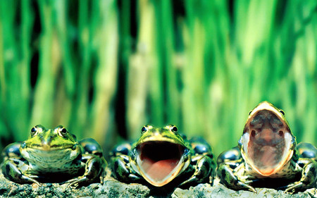 Concert - frogs, animal, nature, green