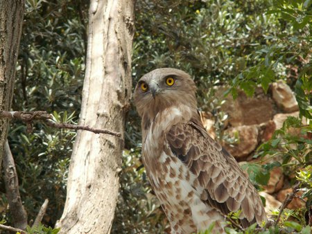 Short Toed Eagle