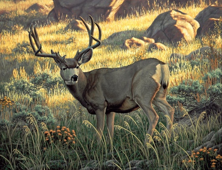 Alerted Deer - vegetation, alert, sand colour, green, deer, rock, antlers