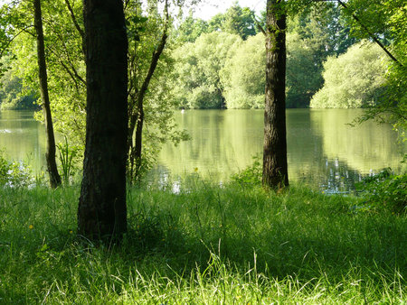 Peaceful River - trees, reflection, river, water, green, grass