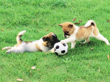 Football Dogs