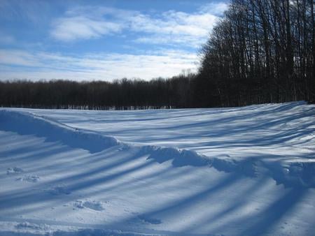 Snowy Afternoon - wood, trees, snow, winter, afternoon, christmas