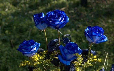 Beauties in Blue - roses, flowers, beauty, blue