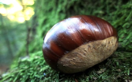 Chestnut - nut, chestnut, green, brown