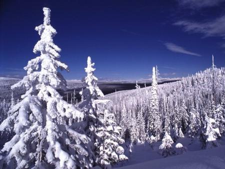 Clear Winter's Day - bluesky, trees, snowycedars, winter, snow