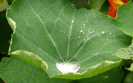 Raindrop Catcher - catch, raindrop, rain, water, green, leaf