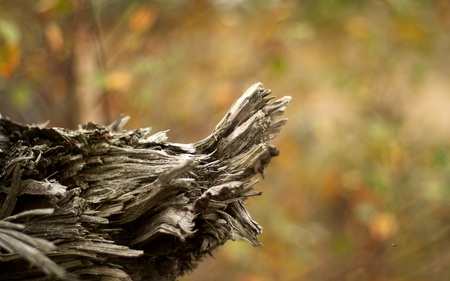 Autumn Wood - wood, autumn, fall, broken, tree, fallen