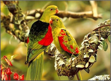 Beautiful Parrots - parrots, picture, amazing, beautiful, colors