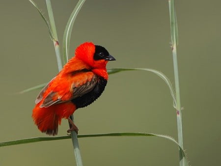 Beautiful Bird - bird, picture, beautiful, red and black