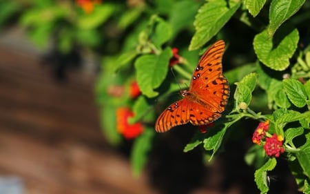 Pretty Little Butterfly - butterfly, pretty, red, leaves, orange, green, cute, colourful, little