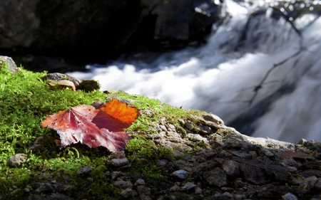 The Beauty of Fall - beauty, nature, fall, river, water, leaf