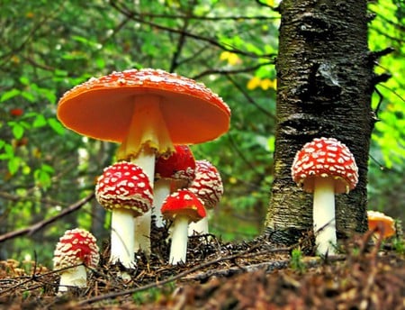 Beautiful Mushrooms - mushrooms, picture, red and white, beautiful