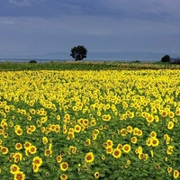 Sunflowers