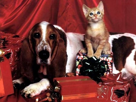 The Best Christmas Gift - christmas, presents, dog, cat