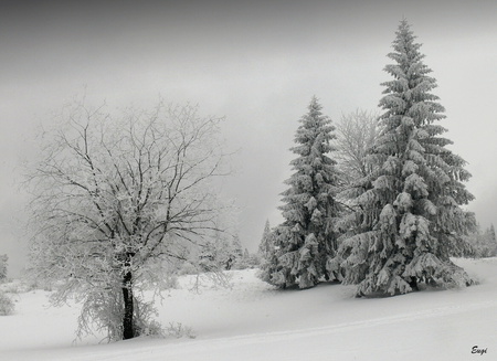 I'm Dreaming Of A White Christmas - winter, cold, trees, snow