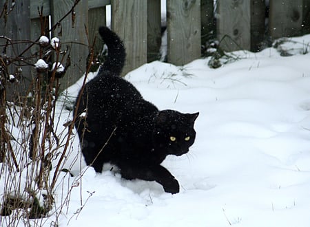 It's cold - black, white, winter, cold, snow, cat